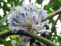 Attēlu rezultāti vaicājumam “Trientalis europaea bud”