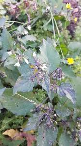Attēlu rezultāti vaicājumam “Solanum nigrum leaf”