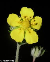 Attēlu rezultāti vaicājumam “Potentilla argentea bud”