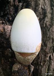 Attēlu rezultāti vaicājumam “Volvariella bombycina”