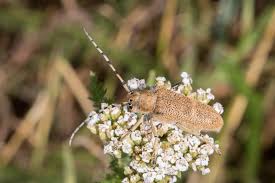 Attēlu rezultāti vaicājumam “Saperda carcharias”