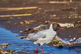 Attēlu rezultāti vaicājumam “Larus ridibundus”