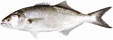 Image result for Pomatomus saltatrix