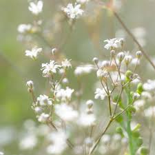 Attēlu rezultāti vaicājumam “Gypsophila paniculata leaf”