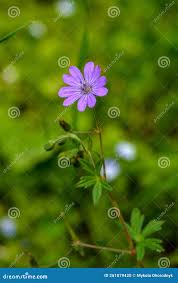 Attēlu rezultāti vaicājumam “Geranium pyrenaicum leaf”
