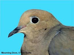 Attēlu rezultāti vaicājumam “Columbiformes”