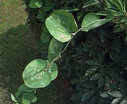 Attēlu rezultāti vaicājumam “Aristolochia durior”