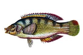 Image result for Symphodus bailloni