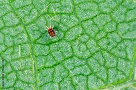 Attēlu rezultāti vaicājumam “Panonychus”