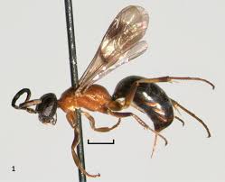 Attēlu rezultāti vaicājumam “Dipogon sp.”