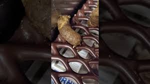 Image result for cestoda excrement dog