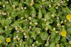 Attēlu rezultāti vaicājumam “Galinsoga quadriradiata leaf”