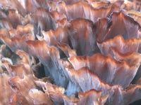 Image result for Podoscypha multizonata