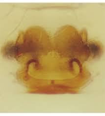 Attēlu rezultāti vaicājumam “Paidiscura pallens eggs”