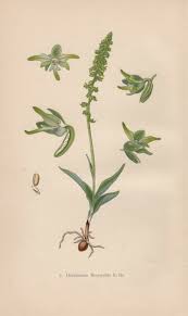 Attēlu rezultāti vaicājumam “Herminium monorchis”