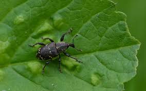 Attēlu rezultāti vaicājumam “Hylobius pinastri”