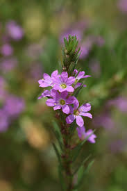 Attēlu rezultāti vaicājumam “Lythraceae”
