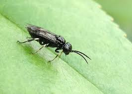 Attēlu rezultāti vaicājumam “Caliroa annulipes”