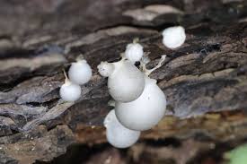 Attēlu rezultāti vaicājumam “Lycogala succineum sessile”