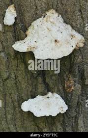 Attēlu rezultāti vaicājumam “Aurantiporus fissilis”