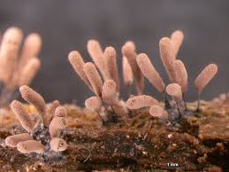 Attēlu rezultāti vaicājumam “Stemonitopsis hyperopta macro”