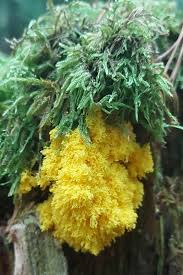 Attēlu rezultāti vaicājumam “Licea testudinacea young”