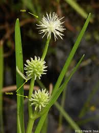 Attēlu rezultāti vaicājumam “Sparganiaceae”