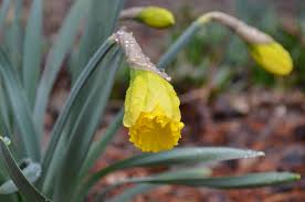 Attēlu rezultāti vaicājumam “Narcissus bud”