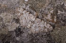 Attēlu rezultāti vaicājumam “Aethalura punctulata”