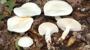 Attēlu rezultāti vaicājumam “Tricholoma album”