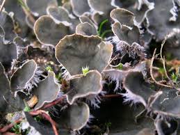 Attēlu rezultāti vaicājumam “Peltigera extenuata”