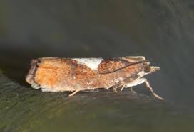 Attēlu rezultāti vaicājumam “Epinotia brunnichana”