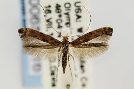 Attēlu rezultāti vaicājumam “Caloptilia alchimiella”