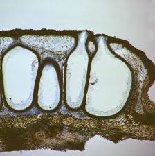 Attēlu rezultāti vaicājumam “Diatrype disciformis”