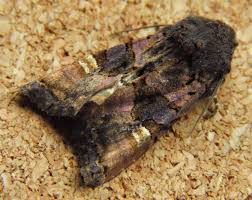 Attēlu rezultāti vaicājumam “Euplexia lucipara”