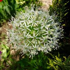 Attēlu rezultāti vaicājumam “Allium cepa flower”