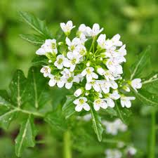 Image result for Brunnenkresse