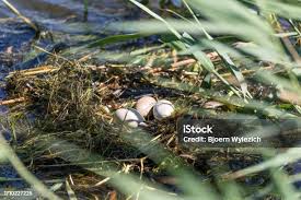 Attēlu rezultāti vaicājumam “Podiceps cristatus nest”