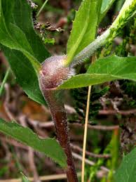 Attēlu rezultāti vaicājumam “Aulacidea hieracii”