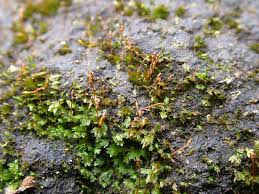 Attēlu rezultāti vaicājumam “Fissidens pusillus sporophyte”