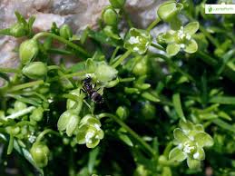 Attēlu rezultāti vaicājumam “Sagina procumbens fruit”