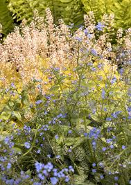 Attēlu rezultāti vaicājumam “Brunnera macrophylla flower”