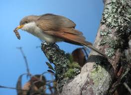 Image result for Coccyzus americanus