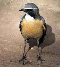 Image result for Irania gutturalis