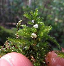 Attēlu rezultāti vaicājumam “Rimbachia neckerae”