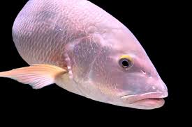 Image result for Lutjanus campechanus