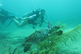 Image result for Great Western Divers