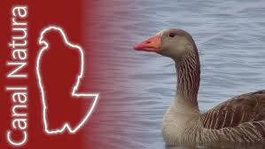 Attēlu rezultāti vaicājumam “Anser anser”