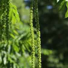 Attēlu rezultāti vaicājumam “Pterocarya fraxinifolia leaf”