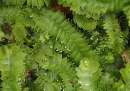 Attēlu rezultāti vaicājumam “Calypogeia neesiana”